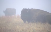 Theodore Roosevelt National Park Buffalo Fine Art Print