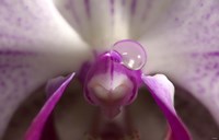 Purple And White Spotted Flower With Raindrop Fine Art Print