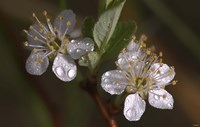 Silver Flowers And Raindrops Fine Art Print