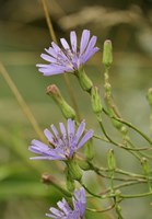 Lavender Floral Blooms Fine Art Print