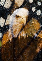 American Bald Eagle I Fine Art Print