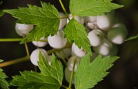 Yellow And Pink Blooming Flower Fine Art Print