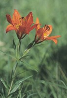 Orange Tiger Lillies In Grass Fine Art Print
