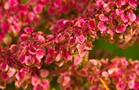 Pink Leaves Clustered On Branch Fine Art Print