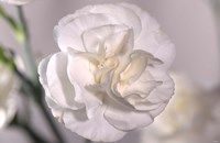 White Flower And Stems Fine Art Print