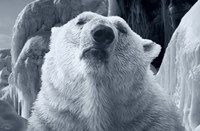 Arctic Frost 2 Fine Art Print