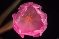 Pink Inner Flower Fine Art Print