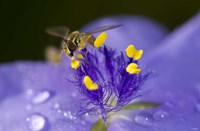 Bee Resting On Purple And Yellow Flower Fine Art Print