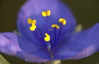 Blue Flower With Yellow Stamen Fine Art Print