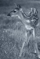 Fawn 3 Fine Art Print
