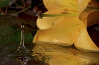 Yellow Flower And Rippled Water Drop Fine Art Print