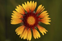 Yellow Flower With Red Center Fine Art Print