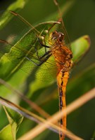 Orange Dragonfly Under Green Leaf Fine Art Print