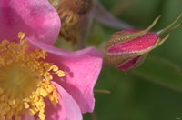 Pink And Yellow Flower And Bud Fine Art Print
