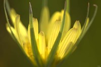 Yellow Flower Petals On Green Fine Art Print