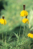 Wild Yellow Flowers  In Grass I Fine Art Print
