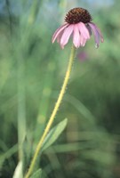 Wild Pink Flower in Grass Fine Art Print