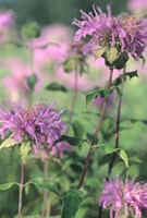 Wild Pink Flower Trio Fine Art Print
