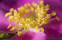 Magenta And Yellow Flower Closeup Fine Art Print