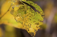 Green And Yellow Leaf Fine Art Print