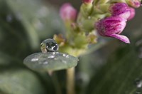 Raindrop And Pink Flower Buds Fine Art Print