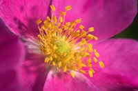Pink And Yellow Blooming Flower Closeup Fine Art Print