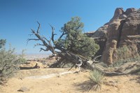 Twisted Tree Under Blue Sky 20 Fine Art Print