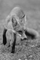 Fox In Field Black And White I Fine Art Print