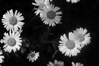 Gerber Daisies On Black Fine Art Print