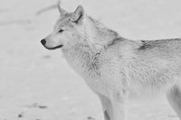 White Wolf 2 Fine Art Print