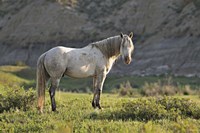 Wildhorses 8 Fine Art Print