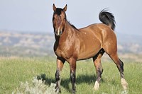 Wildhorses 25 Fine Art Print