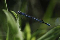 Blue Dragonfly Fine Art Print