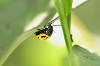 Yellow And Black Ladybug Fine Art Print