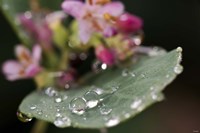 Raindrops On Leaf With Pink Buds Fine Art Print