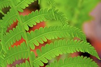 Fern Leaf Closeup Fine Art Print