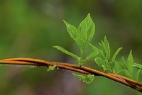 Leaf On Branches Closeup Fine Art Print