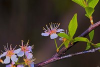 White Flower Blooms On Branch Fine Art Print