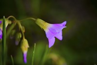 Purple Flower And Buds Fine Art Print