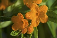 Orange Blossomed Flowers And Dew Fine Art Print