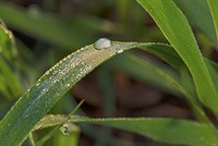 Raindrops On Leaf Blades Fine Art Print