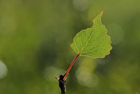 A Single Leaf Fine Art Print