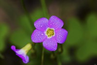 Purple Wildflower And Bloom Fine Art Print