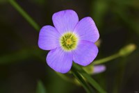 Purple Flower And Green Center Fine Art Print