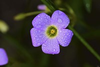 Purple Flower And Green Center And Dew Fine Art Print