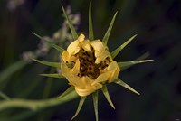 Yellow Flower With Spiked Leaves Fine Art Print