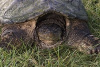Tortoise In Grass Closeup Fine Art Print