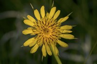 Yellow Flower With Spiked Leaves  Closeup Fine Art Print