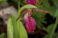 North Shore Red Flower Petal Fine Art Print