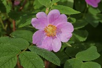 North Shore Pink Flower Fine Art Print